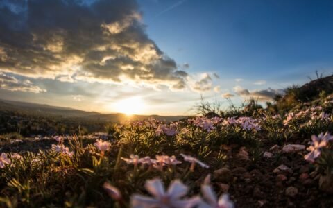 Valley of Flowers Trek