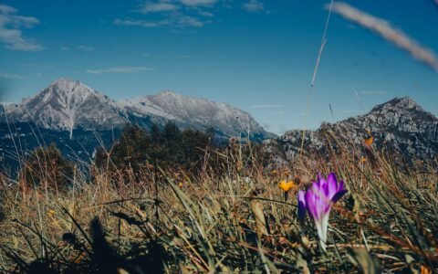 Valley of Flowers Trek